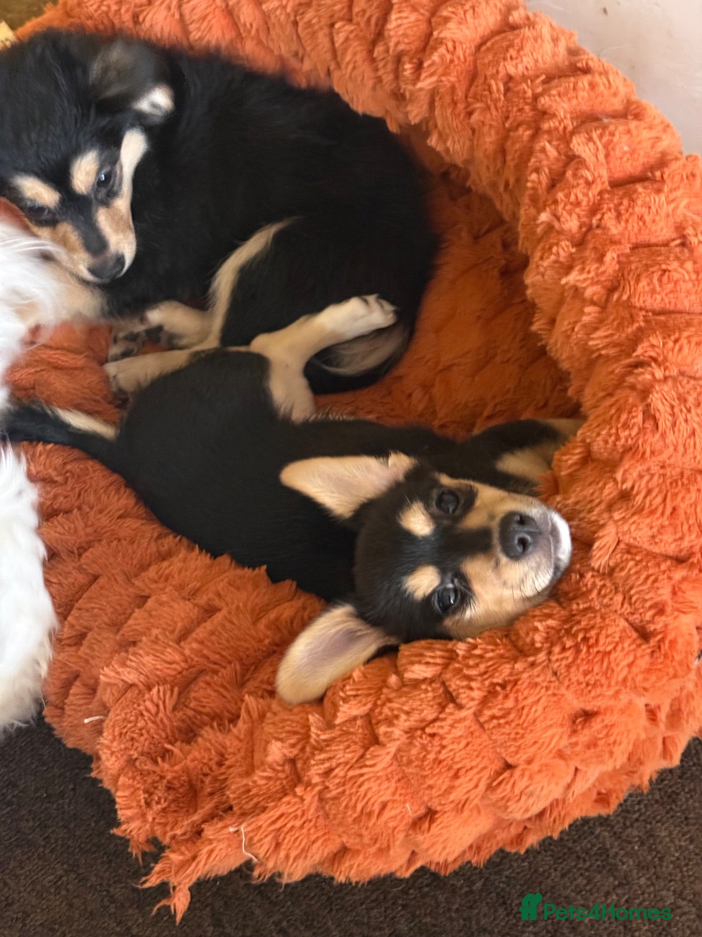 Mixed Breed dogs Ready to go! Maltese x JackChi puppies - Advert 15