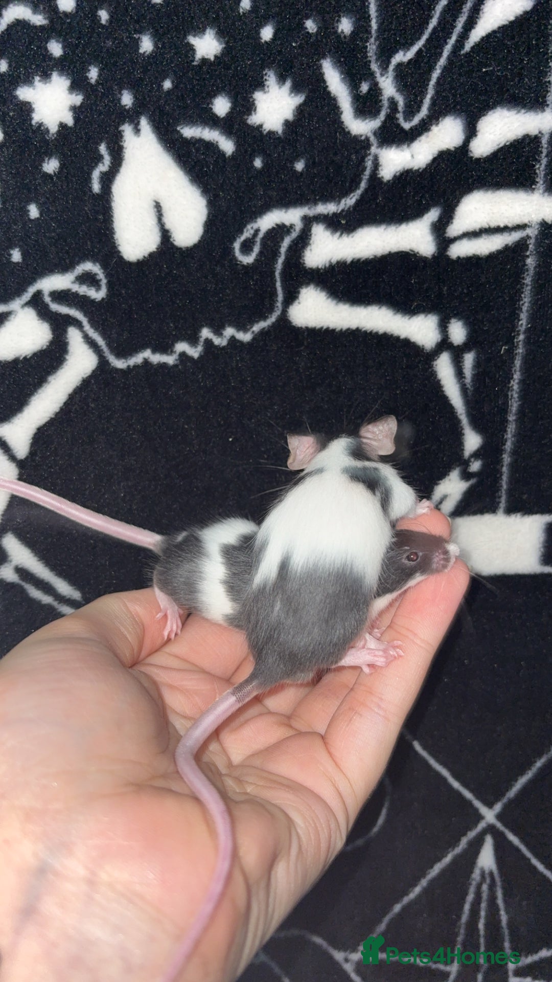 Mouse rodents for sale: Male fancy mice 🐭  in Honiton - Image 4