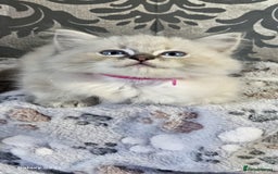 Ragdoll cats for sale: Lilac and blue tica ans Gccf registered ragdolls. - Image 30