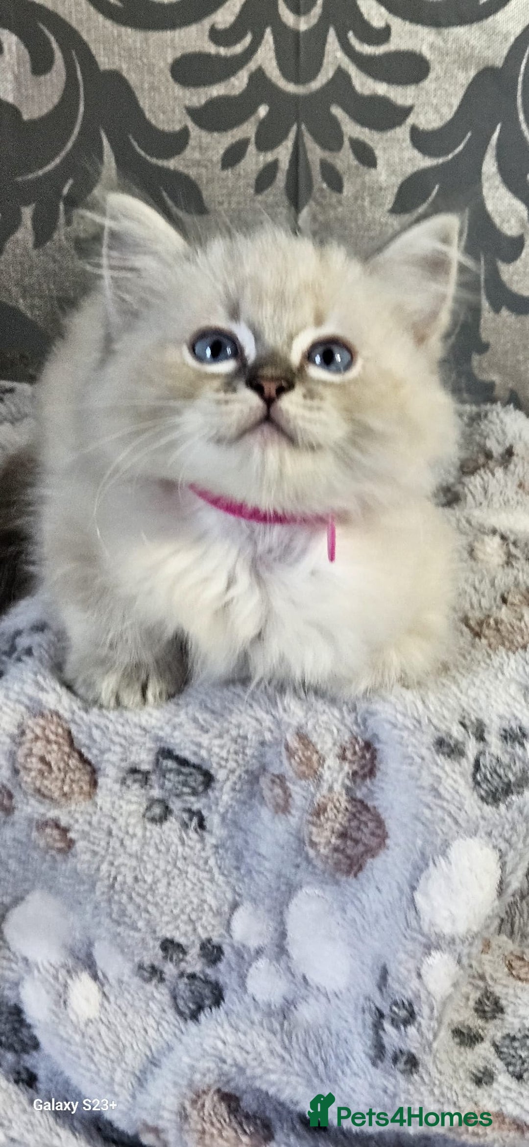 Ragdoll cats for sale: Lilac and blue tica ans Gccf registered ragdolls. - Image 30