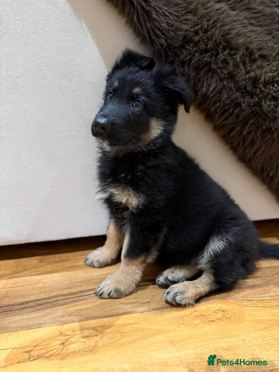German Shepherd dogs for sale: 12 week old puppy  - Advert 3