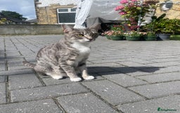 RagaMuffin cats for sale: Bradford based Kittens for sale  - Image 6