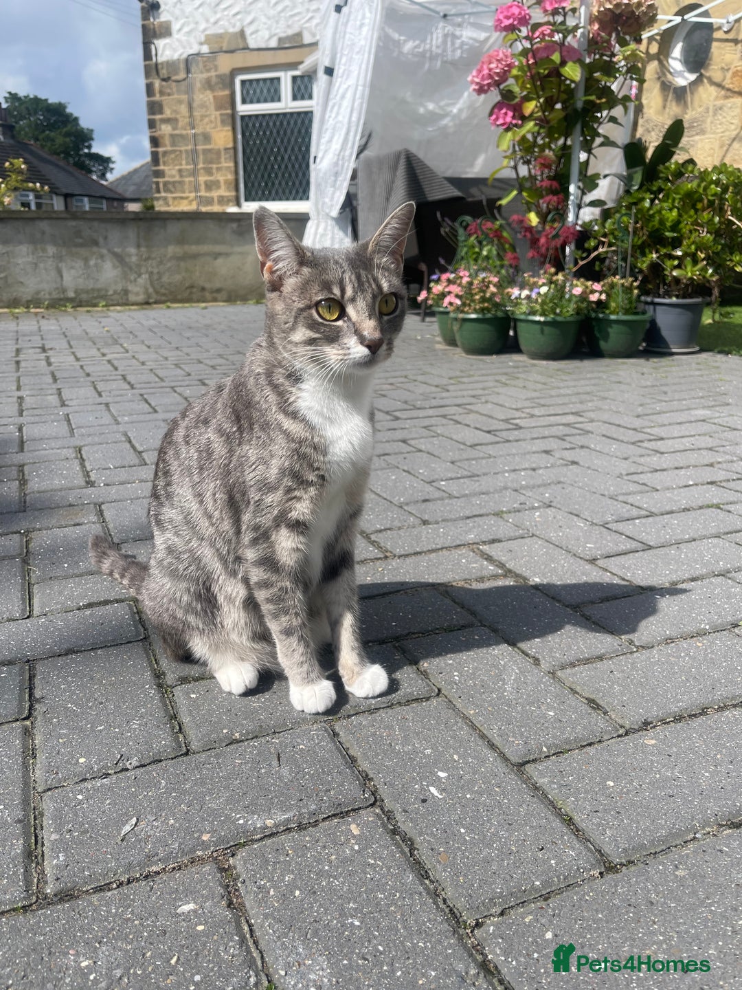 RagaMuffin cats for sale: Bradford based Kittens for sale  - Image 6