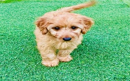 Labradoodle dogs for sale: Cute 🥰 Miniature Labradoodle Puppy 🐶  in Milton Keynes - Image 5