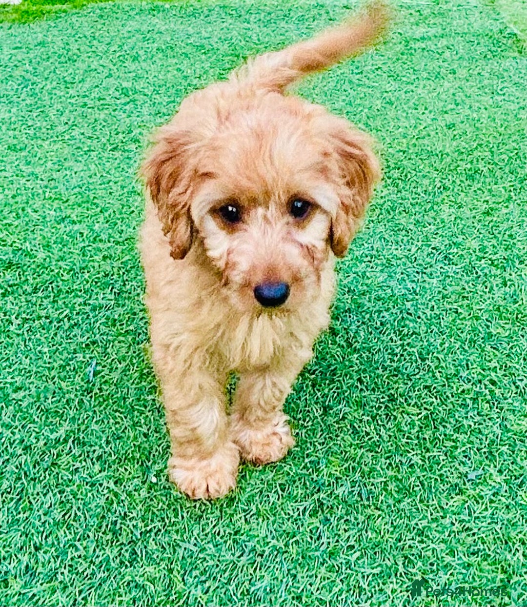 Labradoodle dogs for sale: Cute 🥰 Miniature Labradoodle Puppy 🐶  in Milton Keynes - Image 5
