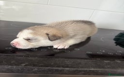 Siberian Husky dogs for sale: Male Siberian Husky Pups  - Image 4