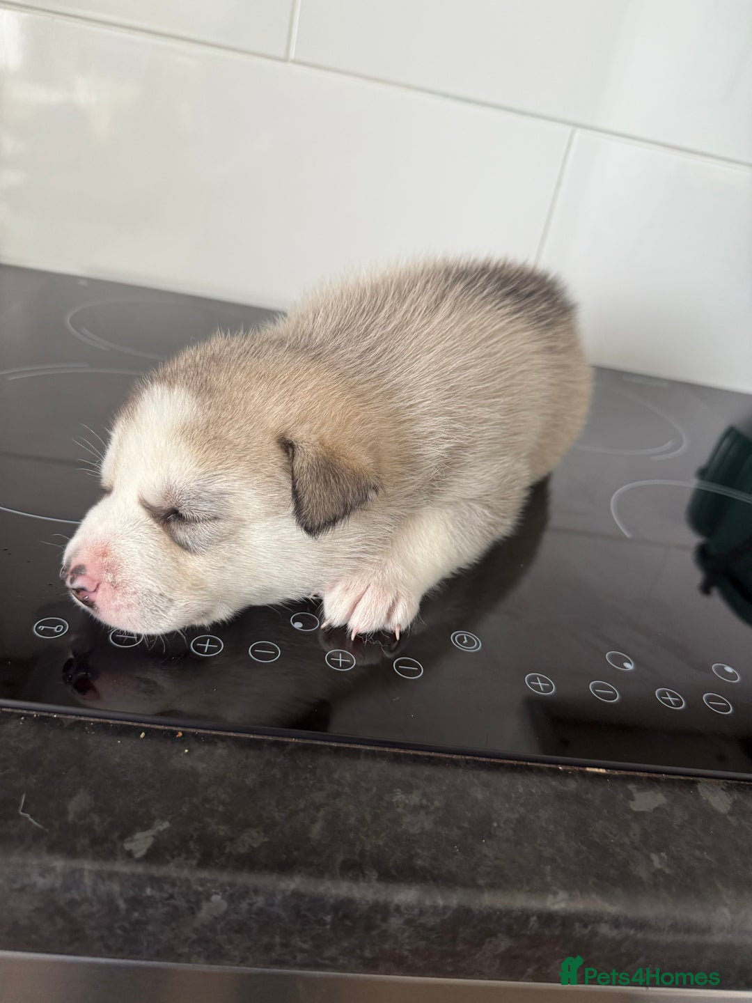 Siberian Husky dogs for sale: Male Siberian Husky Pups  - Image 4