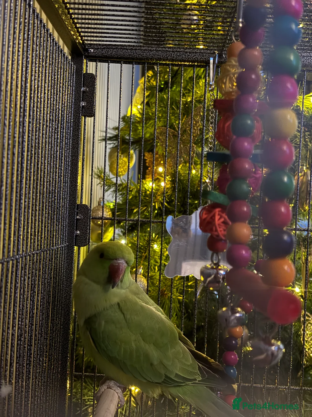 Ringnecks birds for sale: Indian ring neck  - Advert 2