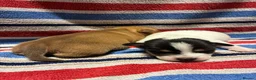 Jack Russell dogs for sale: 2 beautiful female Jack Russell puppies - Advert 4