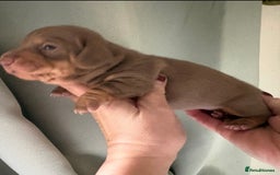 Dachshund dogs for sale: Stunning miniature dauchound puppies  - Advert 10
