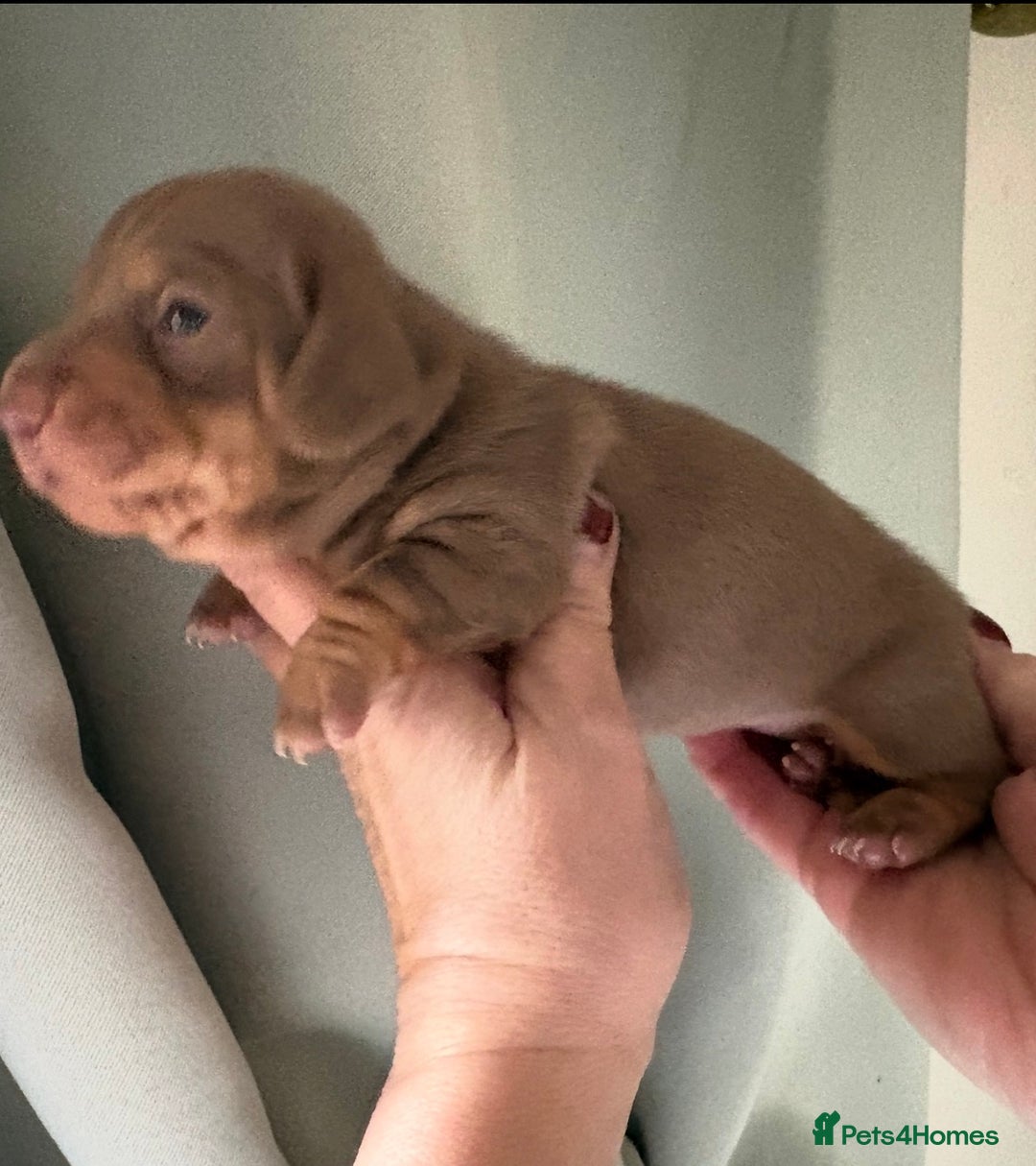 Dachshund dogs for sale: Stunning miniature dauchound puppies  - Advert 10