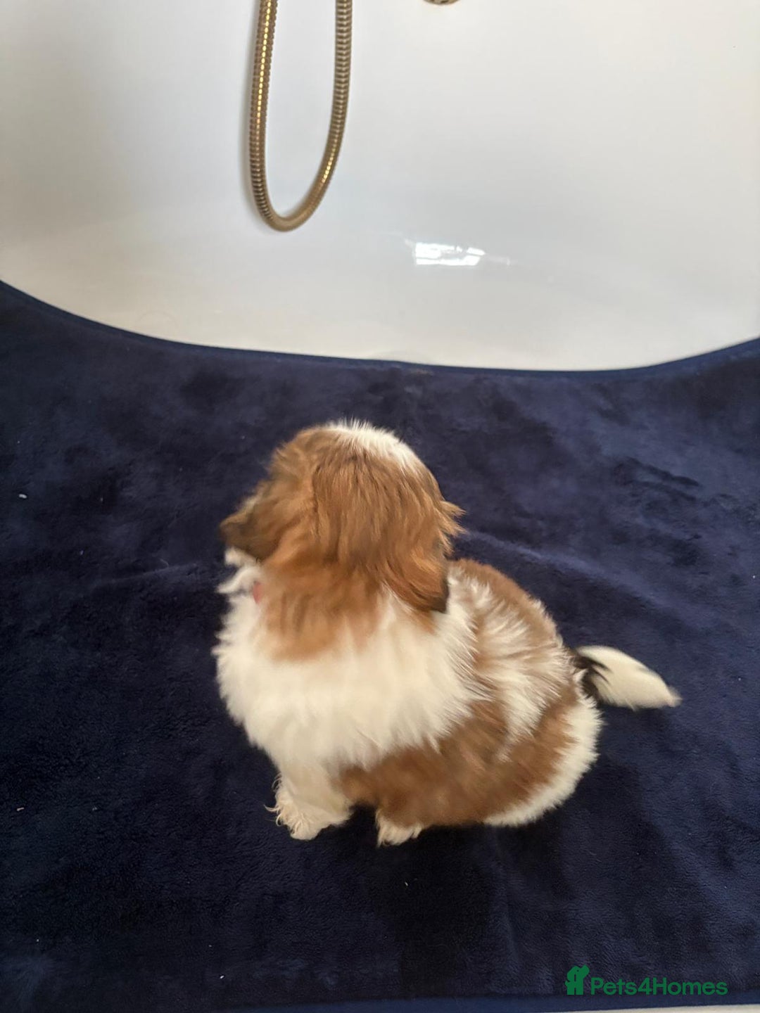 Shih Tzu dogs for sale: 3 lovely girl shih tzu puppies  - Advert 35