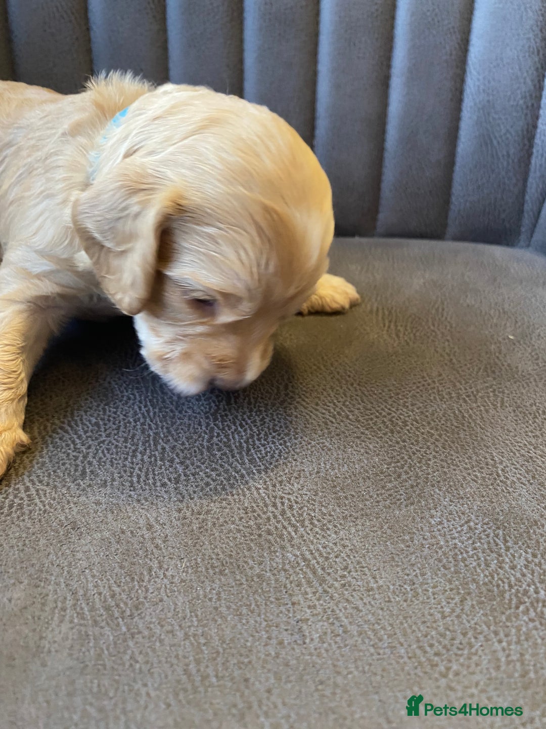 Cockapoo dogs for sale: Cockapoo Puppies - 2 male - 4 female - Image 8