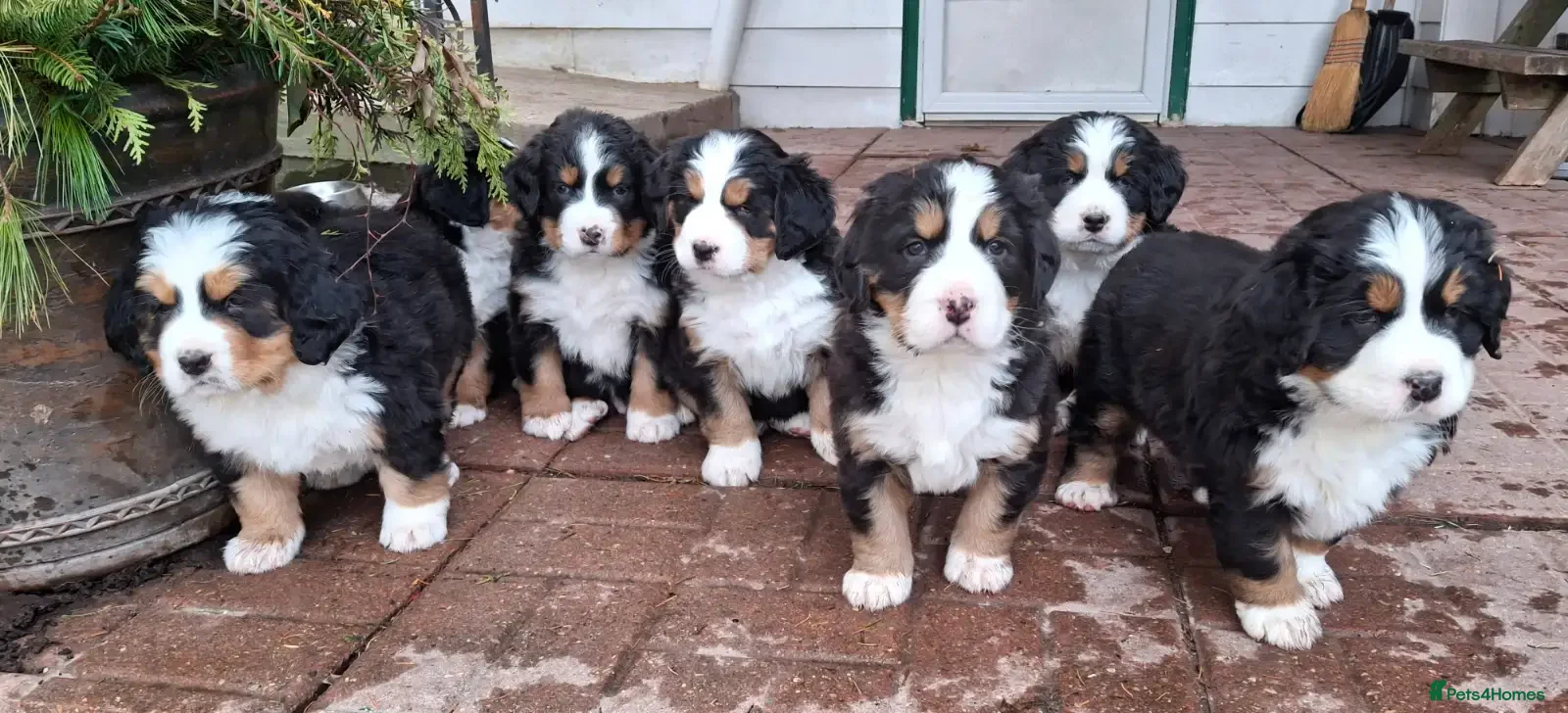 Bernese Mountain Dog dogs Female bernese mountain dog puppies  - Advert 2