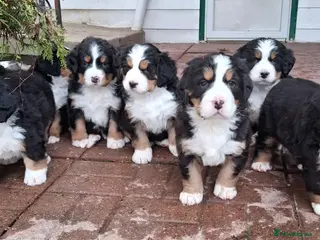 Bernese Mountain Dog dogs Female bernese mountain dog puppies - Advert 1