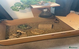 Tortoise reptiles for sale: Tortoise  - Image 3