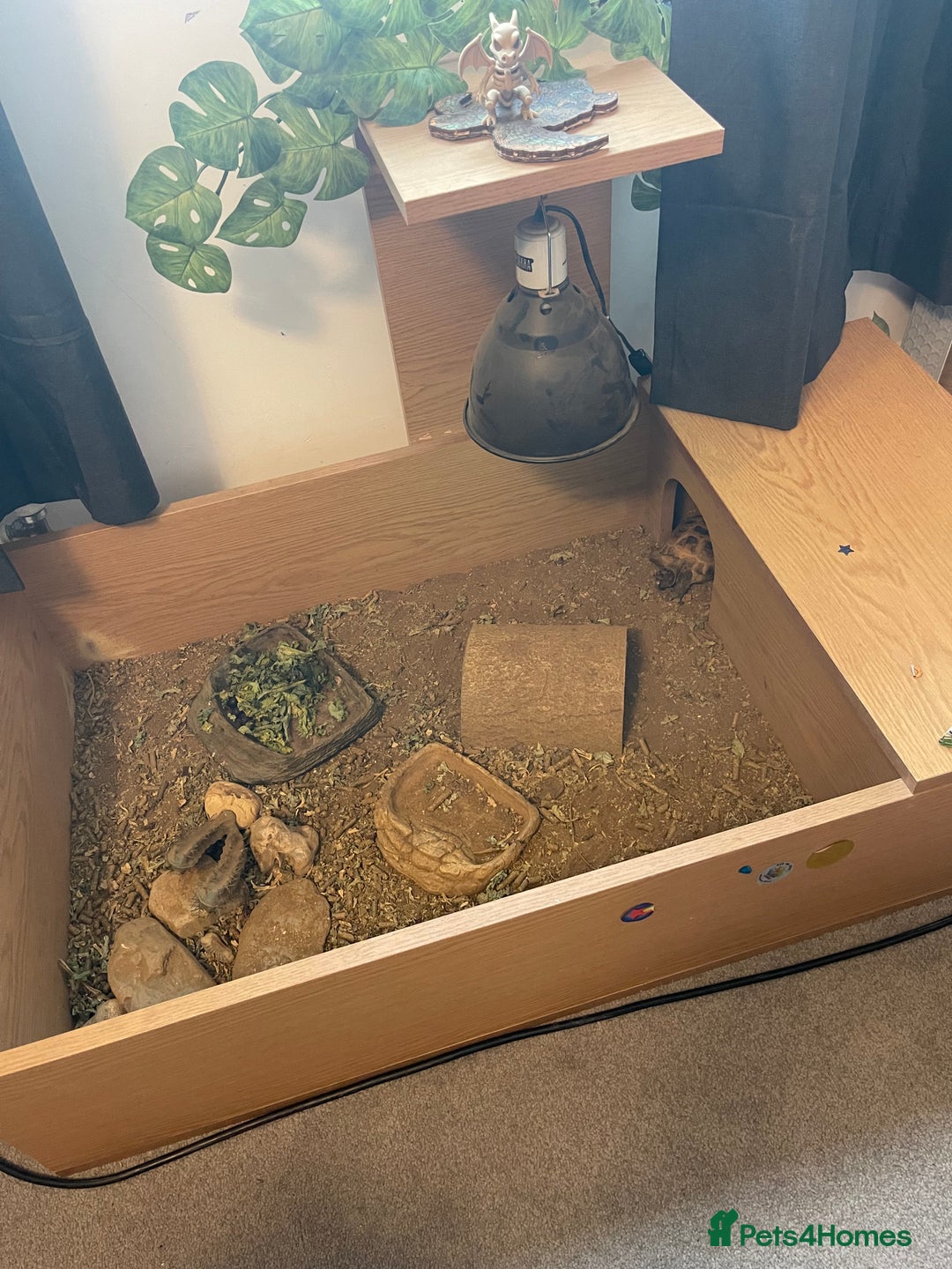 Tortoise reptiles for sale: Tortoise  - Image 3