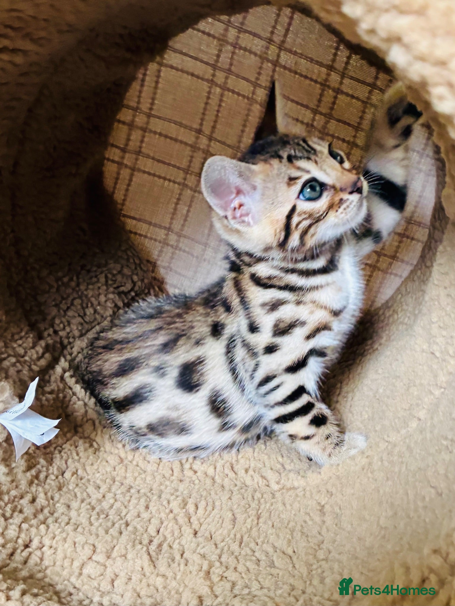 Bengal cats LAST ONE! Beautiful Bengal kittens .  - Advert 1