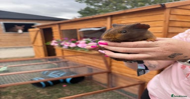 Guinea Pig rodents - Advert 2