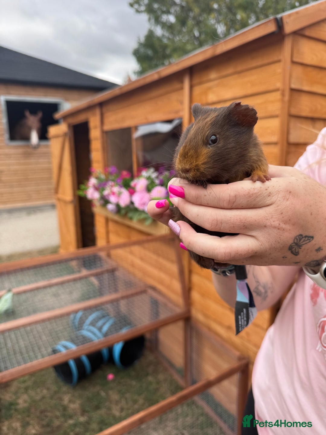Guinea Pig rodents for sale: 3 girl piggies  - Image 3
