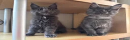 Maine Coon cats for sale: Handsome boys - Advert 3