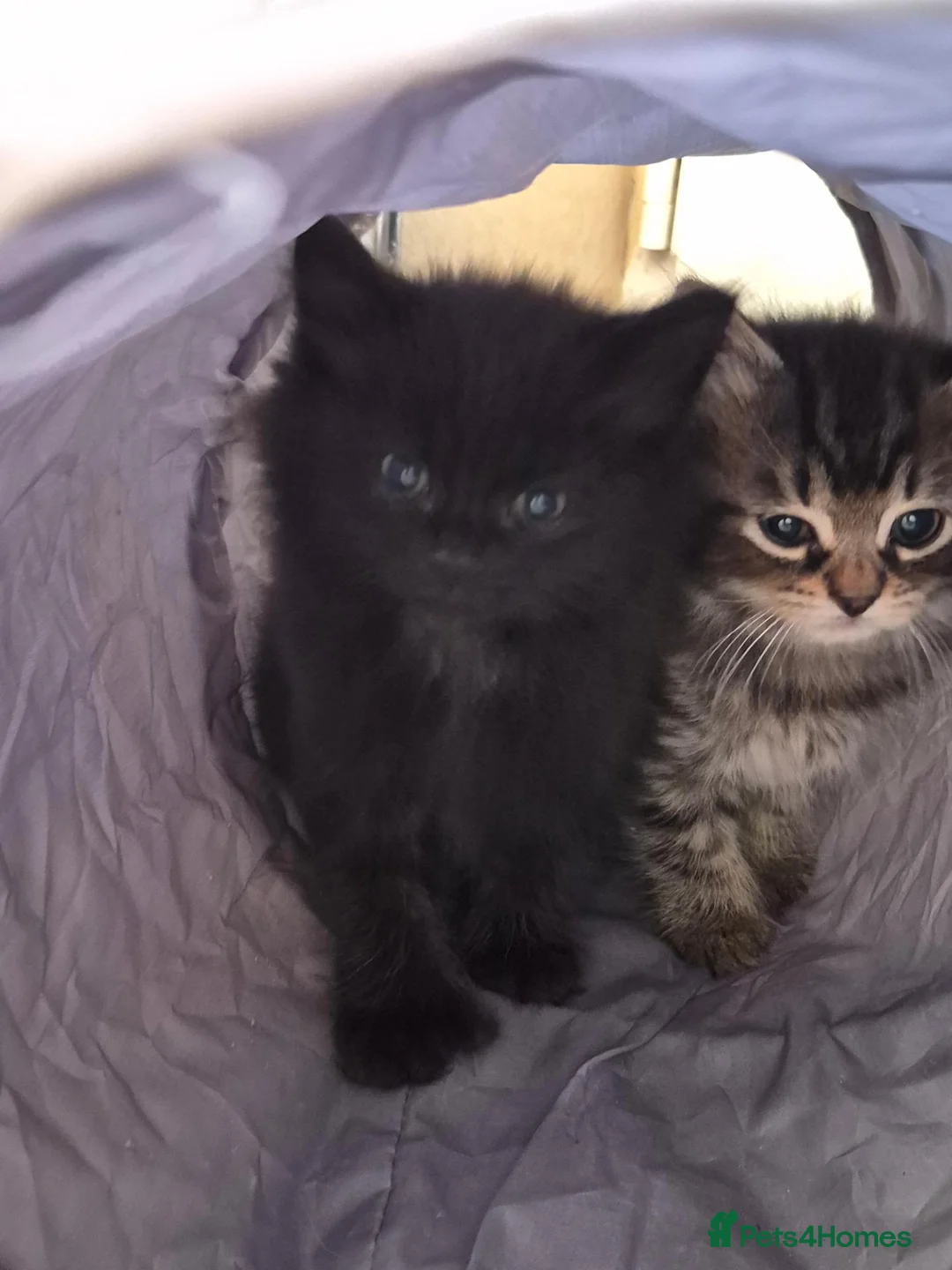 Mixed Breed cats for sale: mixed breed kittens in Ilkeston - Advert 2