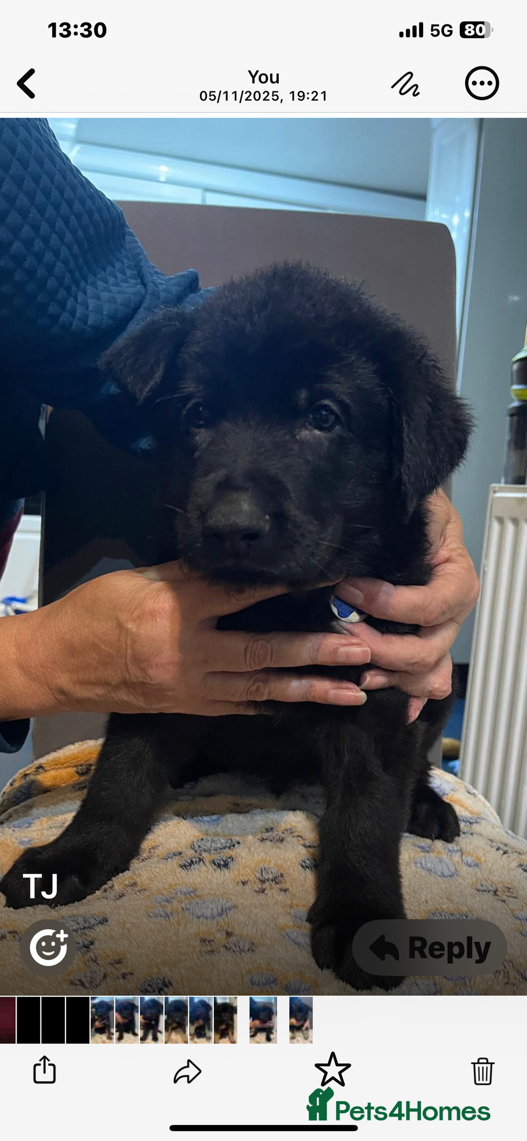 German Shepherd dogs for sale: KC Registered Big Bouncy German Shepherd Puppies - Advert 17