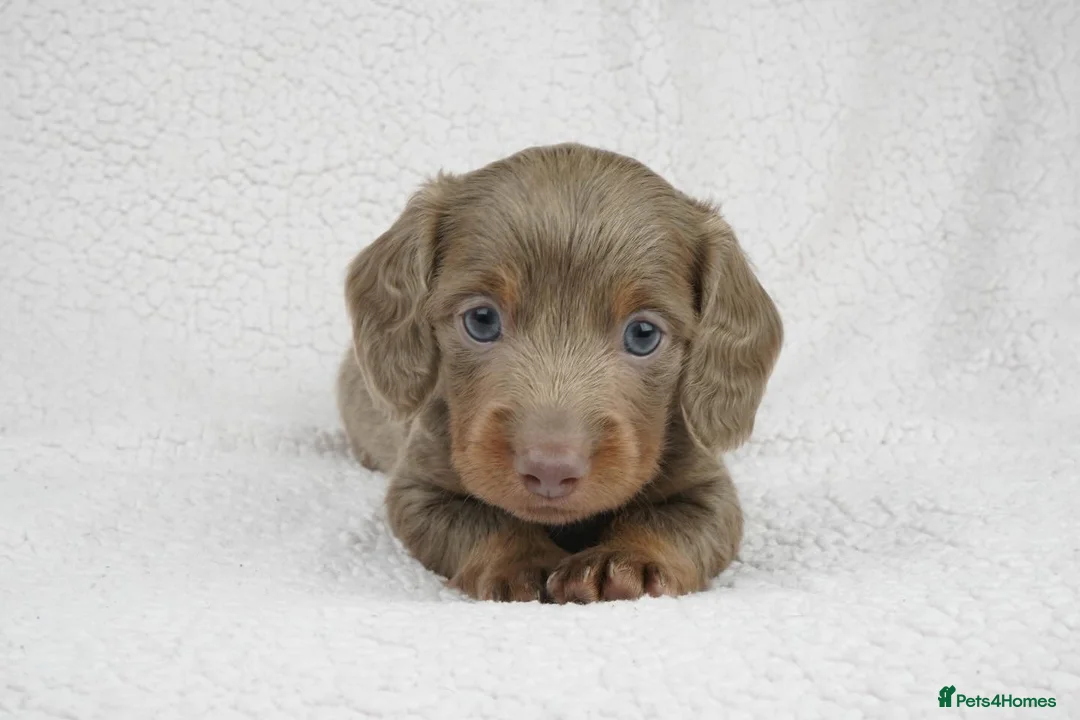 Miniature Dachshund dogs for sale: 1 Left KC REGISTERED MINIATURE DACHSHUND PUPPIES - Advert 20