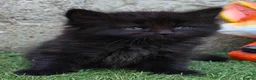 Mixed Breed cats for sale: Male kitten in Chatham - Advert 4