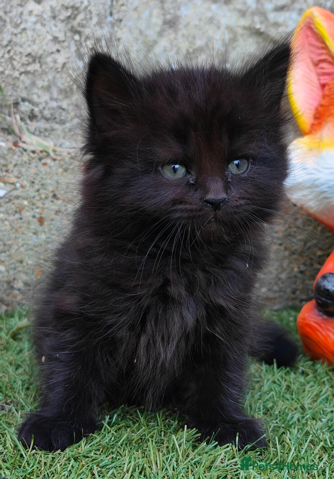 Mixed Breed cats for sale: Male kitten in Chatham - Advert 4