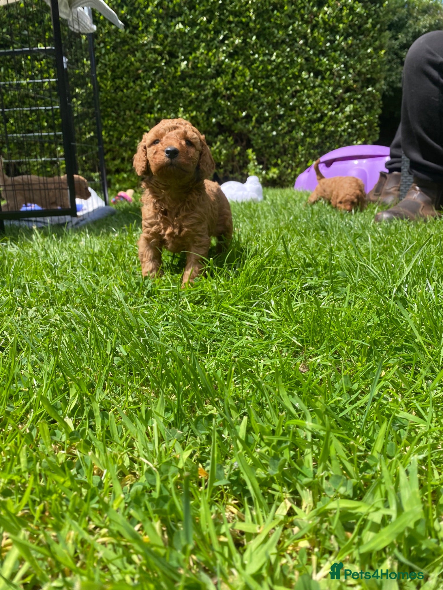 Cavapoo dogs 5 Beautiful Cavapoos from a family home.  - Advert 7