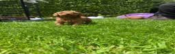 Cavapoo dogs for sale: 5 Beautiful Cavapoos from a family home.  - Advert 7