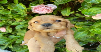 Cocker Spaniel dogs - Advert 6