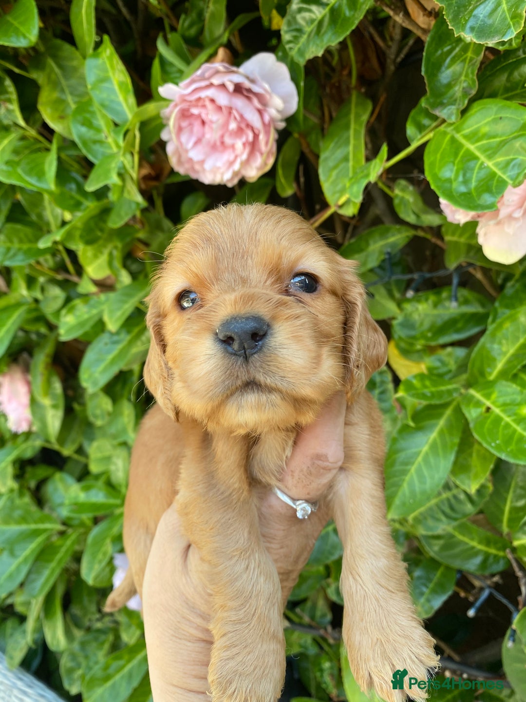 Cocker Spaniel dogs for sale: KC Reg Show Type Golden Cocker Spaniel puppies - Image 10