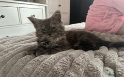 Maine Coon cats for sale: XXL Maine Coon Kittens Double TICA Champion lines  - Image 33