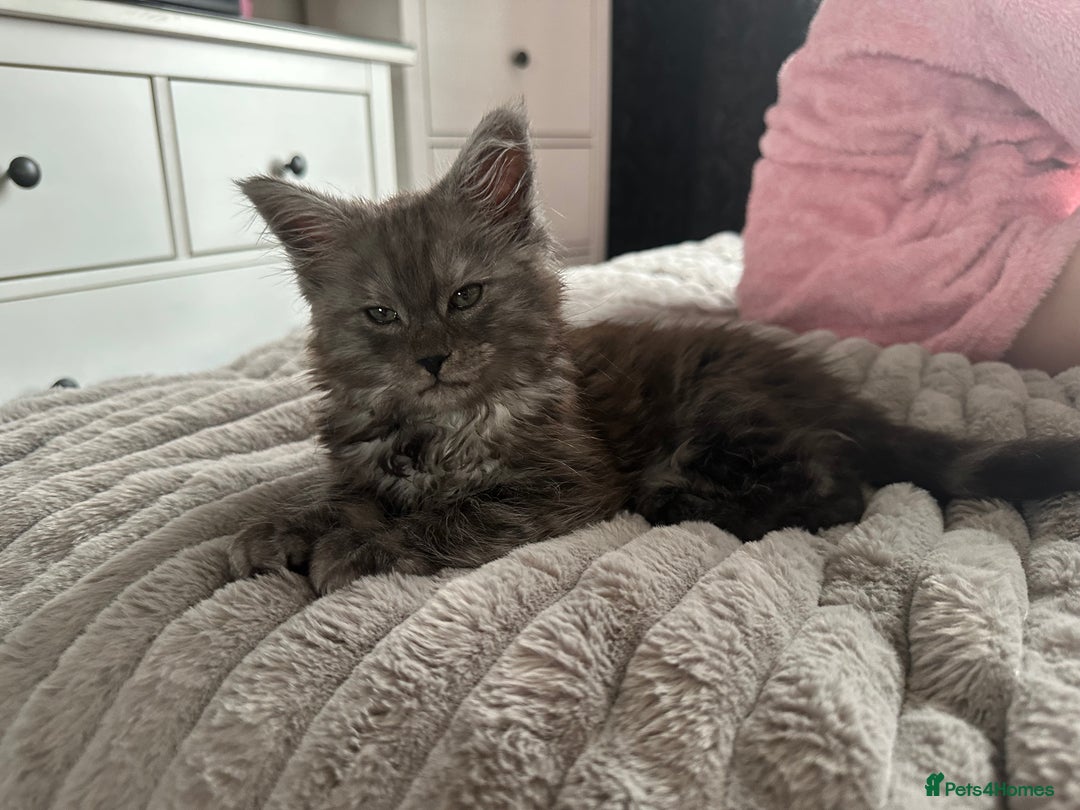 Maine Coon cats for sale: XXL Maine Coon Kittens Double TICA Champion lines  - Image 33