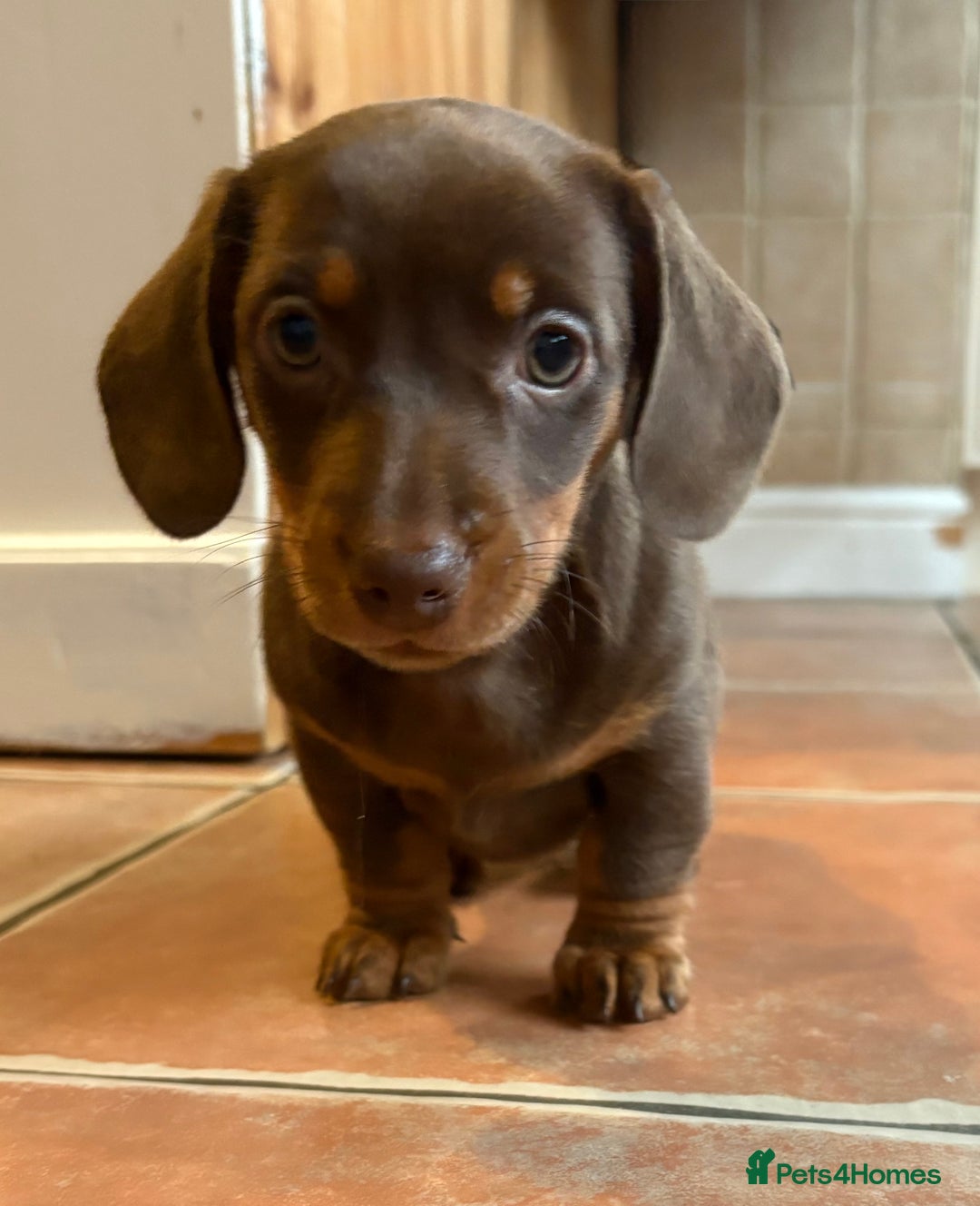 Miniature Dachshund dogs for sale: Chocolate dachshund girls  - Advert 6