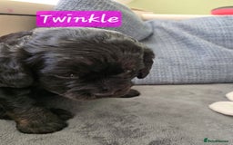 Cavapoo dogs for sale: Gorgeous Cavapoo puppies looking for forever home - Image 11