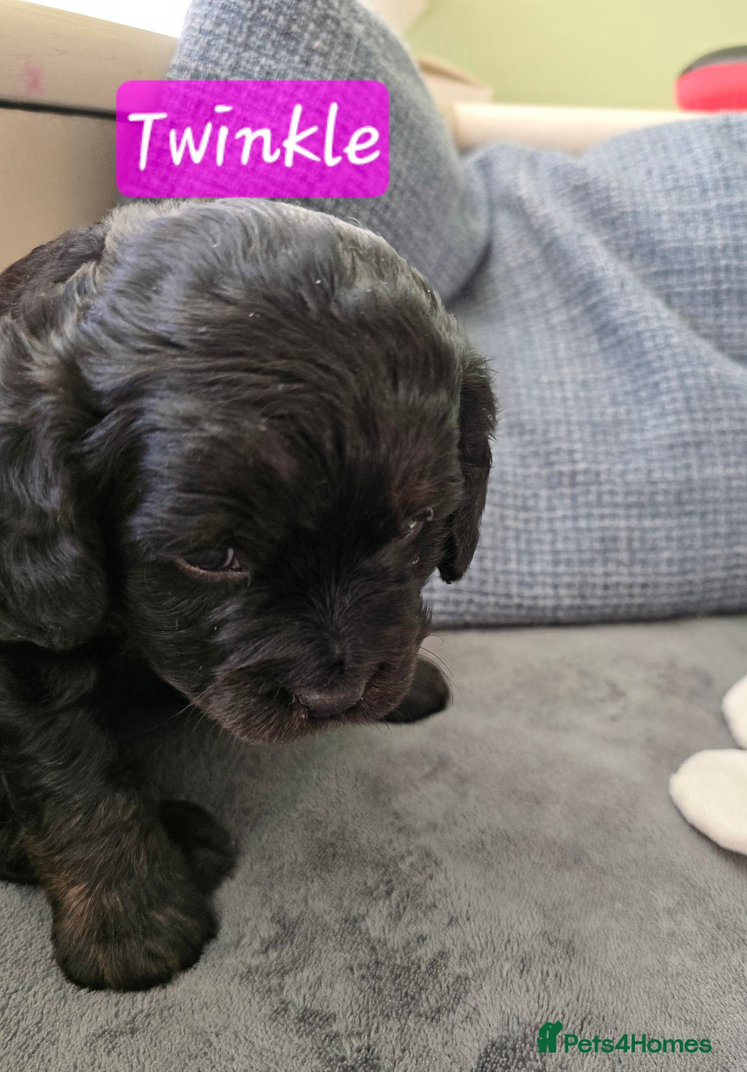 Cavapoo dogs for sale: Gorgeous Cavapoo puppies looking for forever home - Image 11