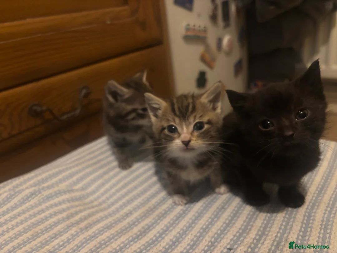 Mixed Breed cats for sale: 3 kittens for sale - Advert 1