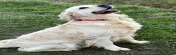 Golden Retriever dogs for sale: 3 Year old female for sale - Advert 7