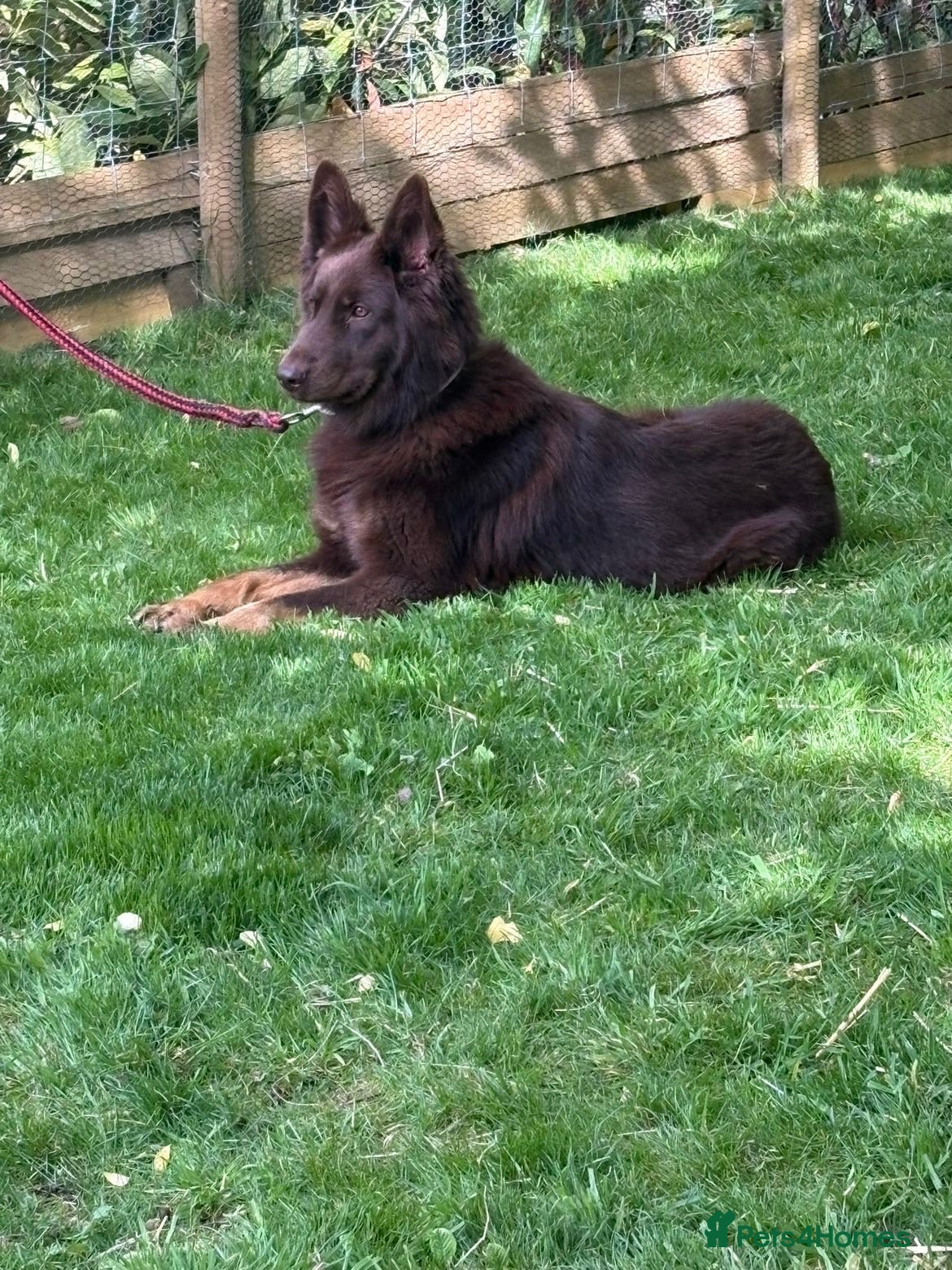German Shepherd dogs 6 beautiful male German shepherd puppies for sale  - Advert 4