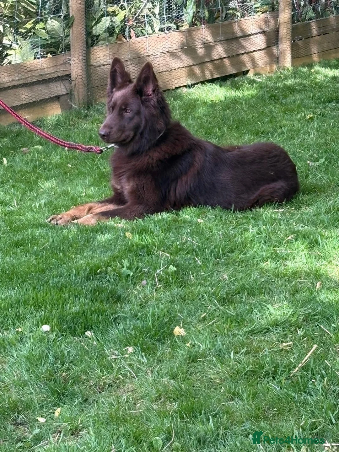 German Shepherd dogs for sale: 6 beautiful male German shepherd puppies for sale  - Advert 1