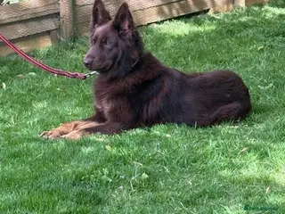 German Shepherd dogs 6 beautiful male German shepherd puppies for sale - Advert 18