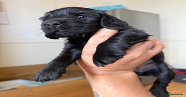 Cocker Spaniel dogs - Advert 5