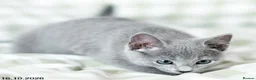 Russian Blue cats for sale: Adorable Russian Blue Kittens. - Advert 5