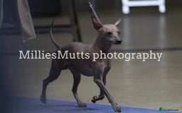 Mexican Hairless dogs for sale: Stunning mini red boy 4 months 8 week old girl . - Image 11