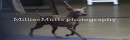 Mexican Hairless dogs for sale: Stunning 2 mini red boy pet. - Advert 9