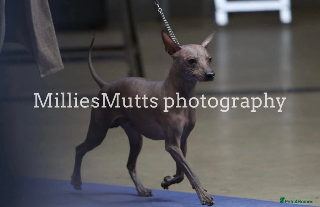 Mexican Hairless dogs for sale: Stunning mini red boy 4 months 8 week old girl . - Image 11