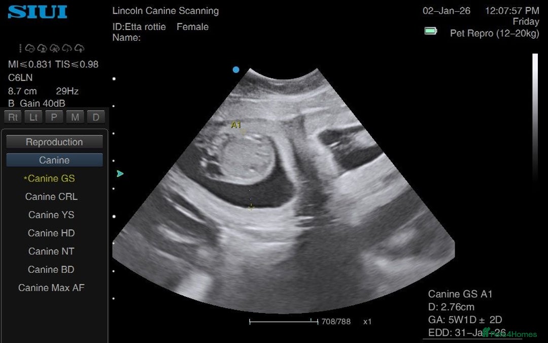 Rottweiler dogs for sale: ETTA'S PUPS COMING SOON!  - Advert 3